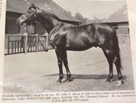 tudor minstrel racehorse